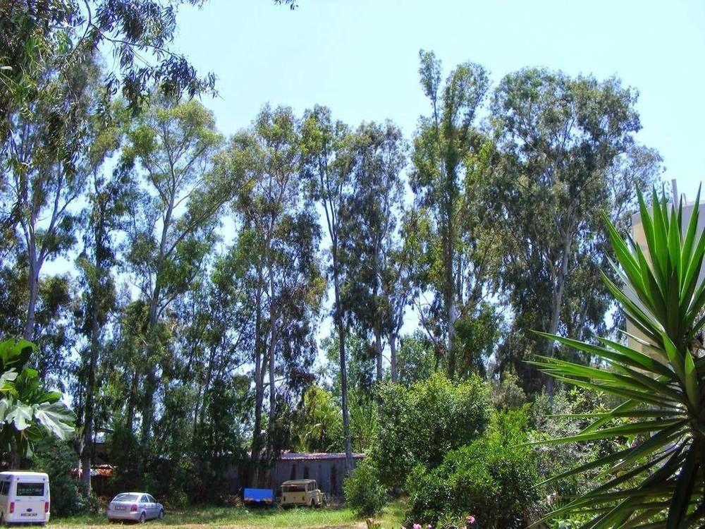 Eucalyptus Pension Патара Екстер'єр фото